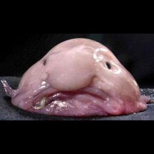 Meet your Posher, Landon